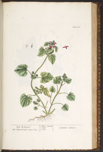 プレート 182、「A Curious Herbal」より 作： Elizabeth Blackwell