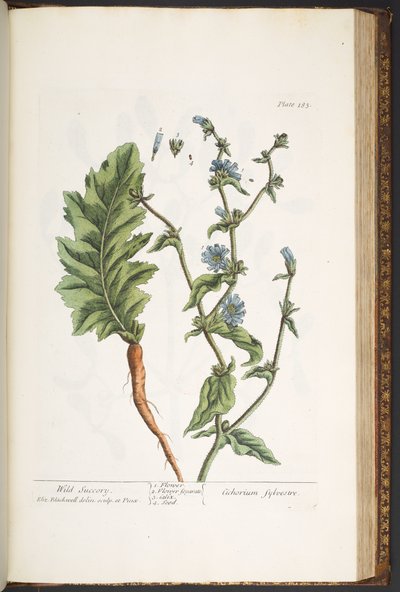 プレート 183、「A Curious Herbal」より 作： Elizabeth Blackwell