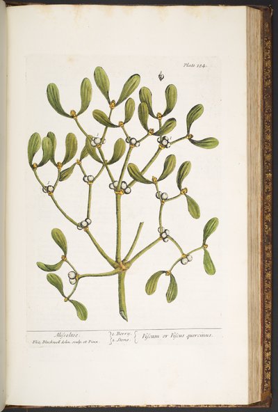 プレート 184、ヤドリギ、「A Curious Herbal」より 作： Elizabeth Blackwell