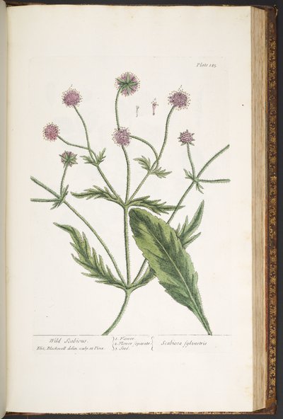 プレート 185、「A Curious Herbal」より 作： Elizabeth Blackwell