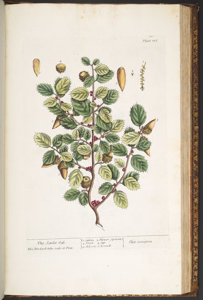 プレート 186、「A Curious Herbal」より 作： Elizabeth Blackwell