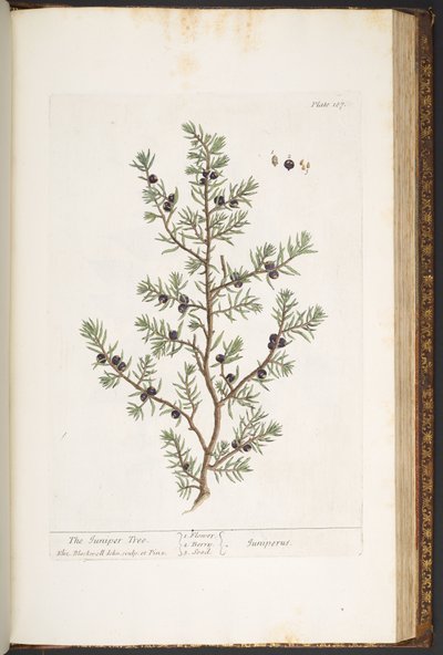 プレート 187、ジュニパーの木、「A Curious Herbal」より 作： Elizabeth Blackwell