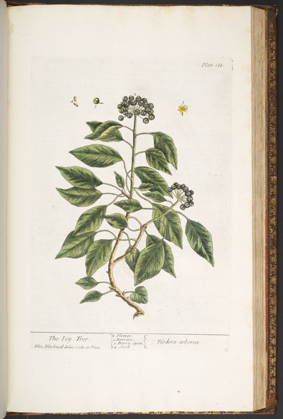 プレート 188、「A Curious Herbal」より 作： Elizabeth Blackwell