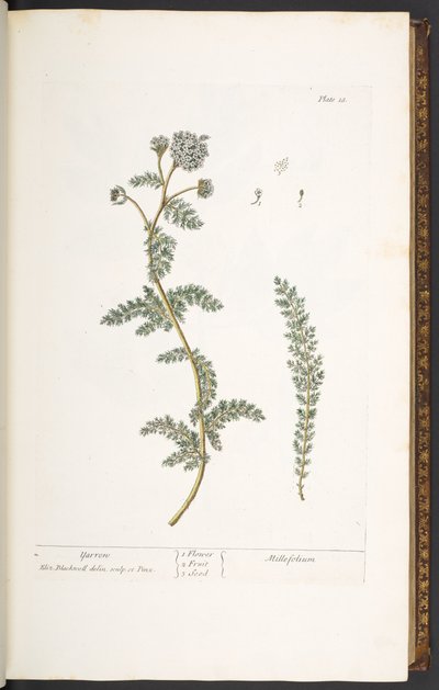 プレート 18、ヤロウ、「A Curious Herbal」より 作： Elizabeth Blackwell