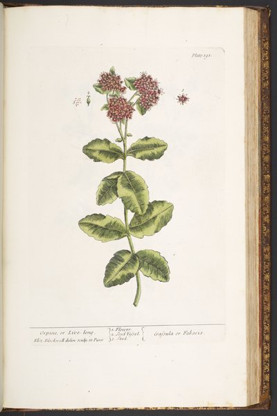 「A Curious Herbal」のプレート 191、Orpine、または Live-Long 作： Elizabeth Blackwell