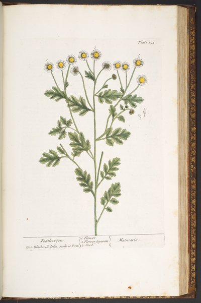 プレート 192、「A Curious Herbal」より 作： Elizabeth Blackwell