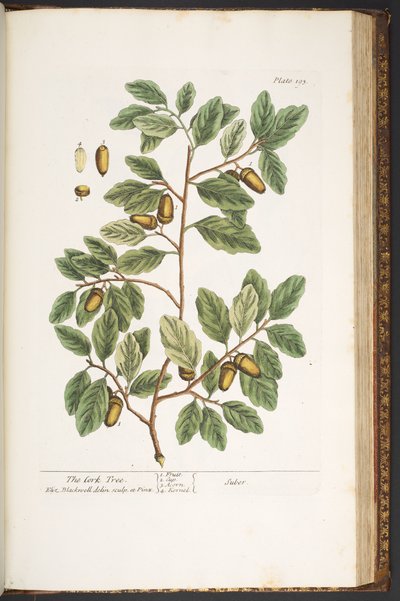 プレート 193、「A Curious Herbal」より 作： Elizabeth Blackwell