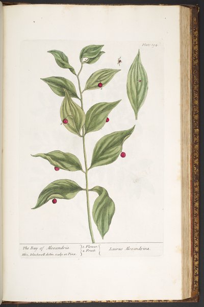 プレート 194、「A Curious Herbal」より 作： Elizabeth Blackwell