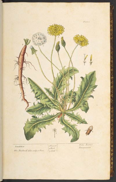 プレート 1、タンポポ、「A Curious Herbal」より 作： Elizabeth Blackwell