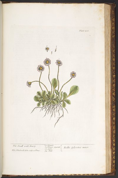 プレート 200、The Small Wild Daisy、「A Curious Herbal」より 作： Elizabeth Blackwell
