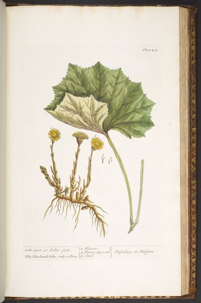 プレート 204、「A Curious Herbal」より 作： Elizabeth Blackwell
