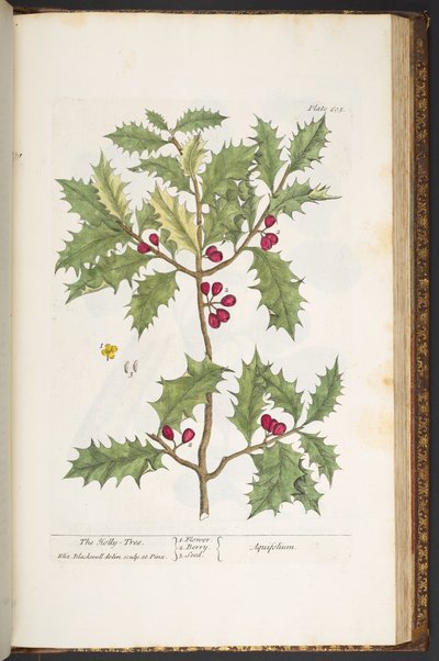 プレート 205、「A Curious Herbal」より 作： Elizabeth Blackwell
