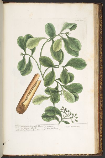 プレート 206、「A Curious Herbal」より 作： Elizabeth Blackwell
