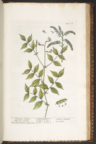 プレート 208、「A Curious Herbal」より 作： Elizabeth Blackwell