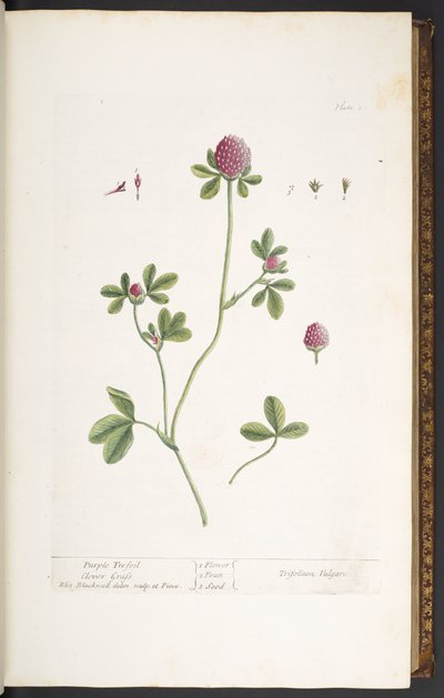 プレート 20、パープル トレフォイル クローバー グラス、「A Curious Herbal」より 作： Elizabeth Blackwell