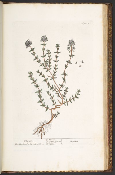 プレート 211、「A Curious Herbal」のタイム 作： Elizabeth Blackwell