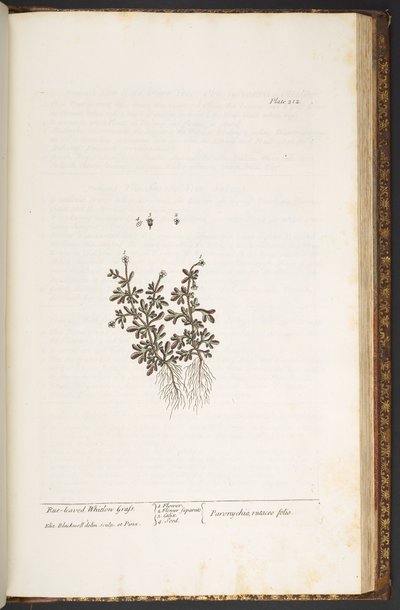 プレート 212、「A Curious Herbal」より 作： Elizabeth Blackwell