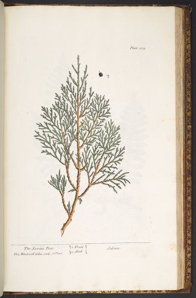 プレート 214、「A Curious Herbal」より 作： Elizabeth Blackwell