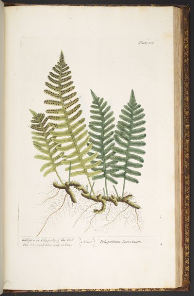 プレート 215、「A Curious Herbal」の Wall-fern または Polypody of the Oak 作： Elizabeth Blackwell