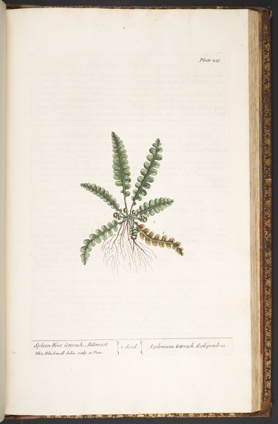 プレート 216、「A Curious Herbal」より 作： Elizabeth Blackwell