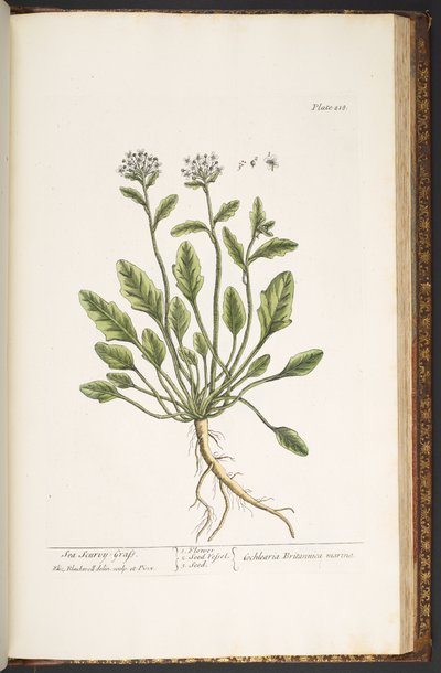 プレート 218、「A Curious Herbal」より 作： Elizabeth Blackwell