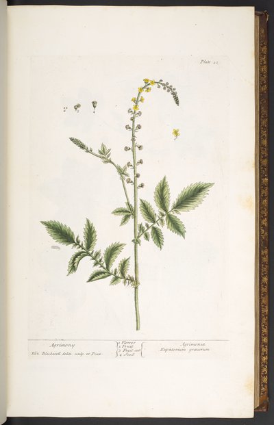 プレート 21、アグリモニー、「A Curious Herbal」より 作： Elizabeth Blackwell