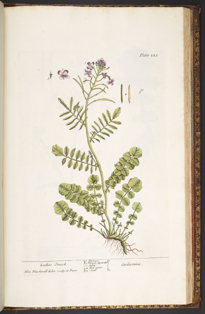 プレート 223、「A Curious Herbal」より 作： Elizabeth Blackwell