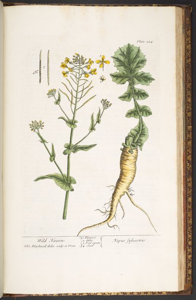 プレート 224、「A Curious Herbal」より 作： Elizabeth Blackwell
