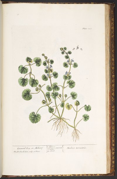 プレート 225、「A Curious Herbal」より 作： Elizabeth Blackwell