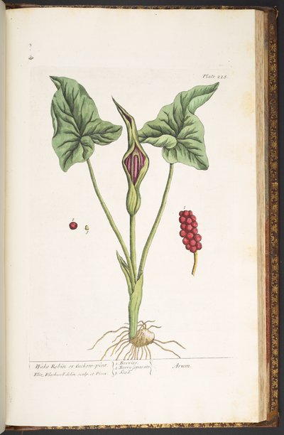 プレート 228、「A Curious Herbal」より 作： Elizabeth Blackwell