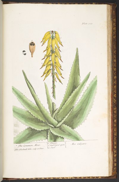 プレート 229、「A Curious Herbal」より 作： Elizabeth Blackwell