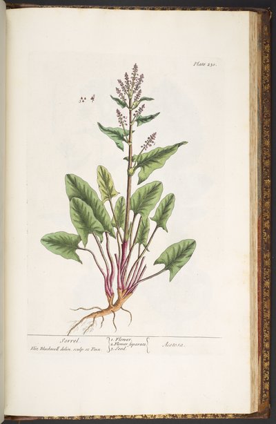 プレート 230、「A Curious Herbal」より 作： Elizabeth Blackwell
