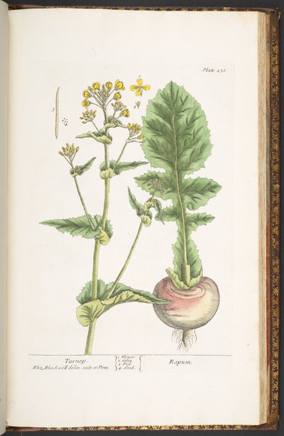 プレート 231、「A Curious Herbal」より 作： Elizabeth Blackwell