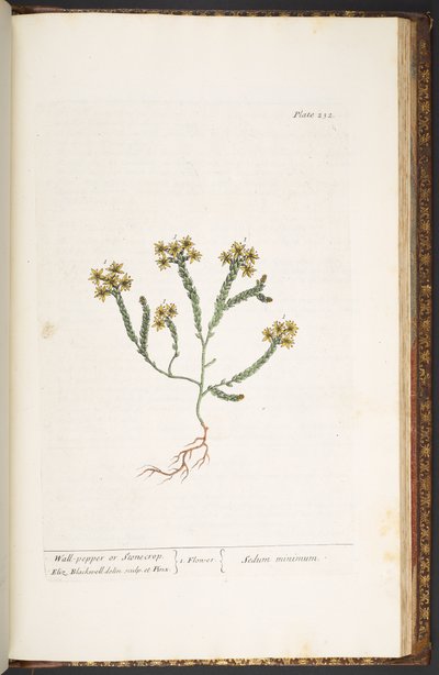 プレート 232、「A Curious Herbal」より 作： Elizabeth Blackwell