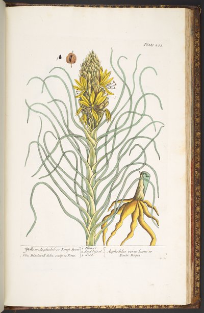 プレート 233、「A Curious Herbal」より 作： Elizabeth Blackwell