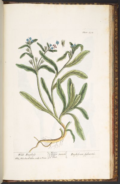 プレート 234、「A Curious Herbal」より 作： Elizabeth Blackwell