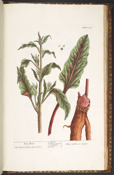 プレート 235、「A Curious Herbal」より 作： Elizabeth Blackwell