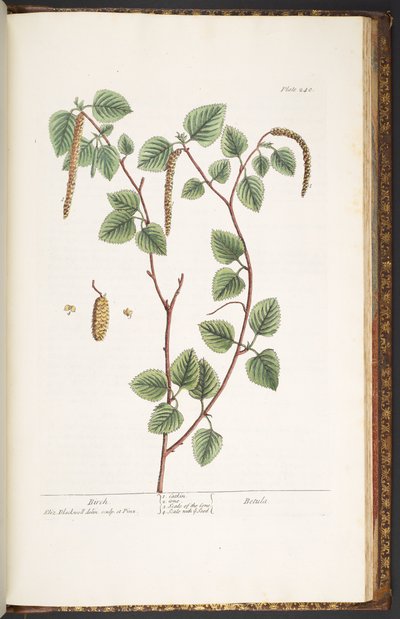 プレート 240、「A Curious Herbal」より 作： Elizabeth Blackwell