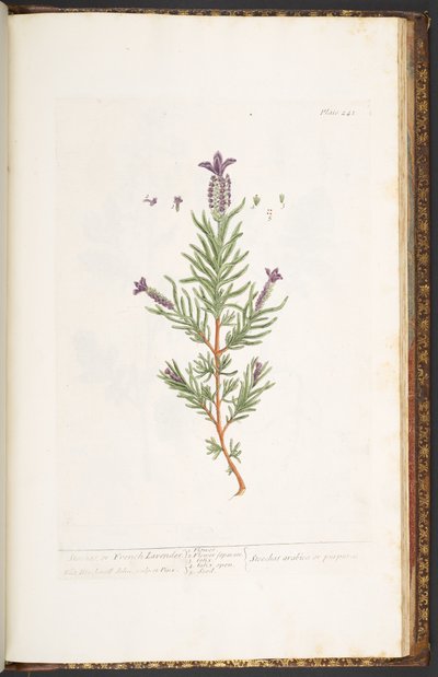 プレート 241、「A Curious Herbal」より 作： Elizabeth Blackwell