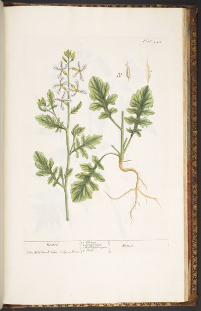 プレート 242、「A Curious Herbal」より 作： Elizabeth Blackwell