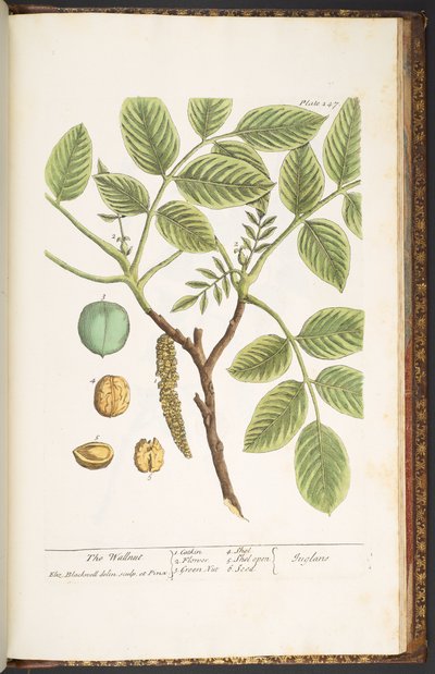 プレート 247、ウォールナット、「A Curious Herbal」より 作： Elizabeth Blackwell