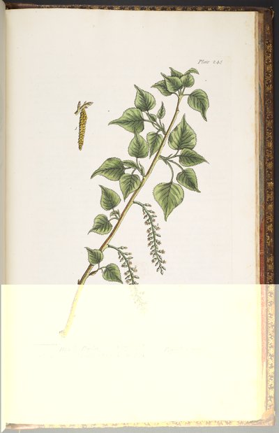 プレート 248、「A Curious Herbal」より 作： Elizabeth Blackwell