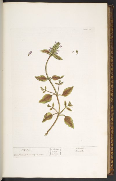 プレート 24、セルフ ヒール、「A Curious Herbal」より 作： Elizabeth Blackwell