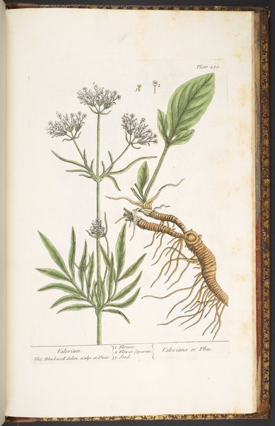 プレート 250、バレリアン、「A Curious Herbal」より 作： Elizabeth Blackwell