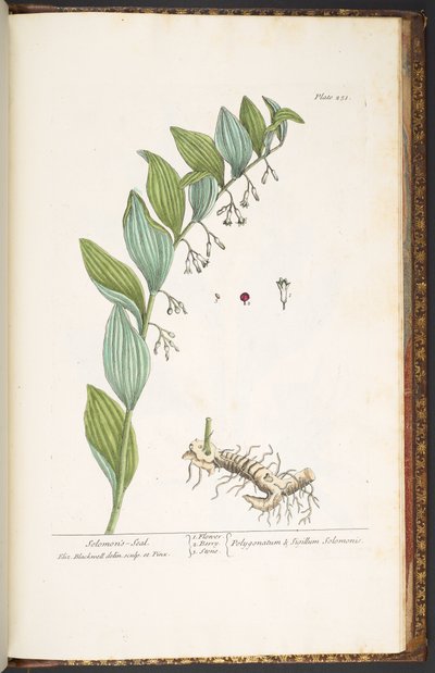 プレート 251、「A Curious Herbal」より 作： Elizabeth Blackwell