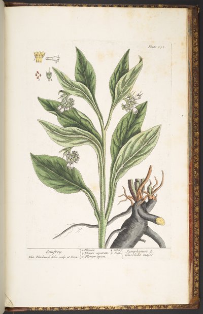 プレート 252、「A Curious Herbal」より 作： Elizabeth Blackwell