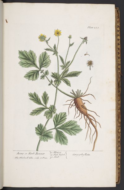 プレート 253、「A Curious Herbal」より 作： Elizabeth Blackwell