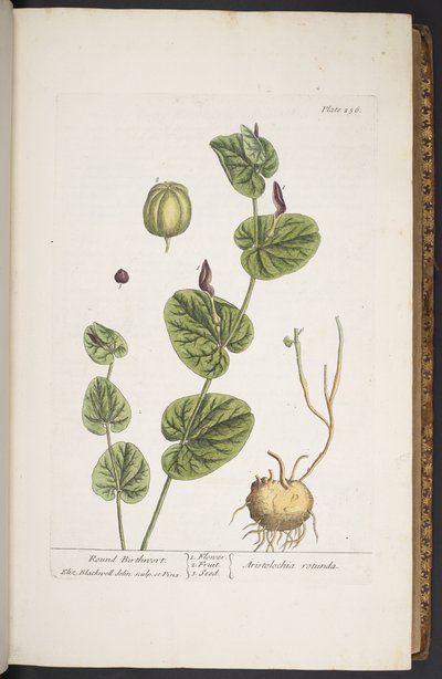 プレート 256、「A Curious Herbal」より 作： Elizabeth Blackwell