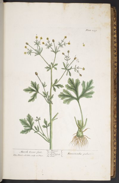 プレート 259、「A Curious Herbal」より 作： Elizabeth Blackwell