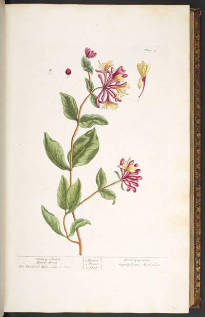 プレート 25、ハニーサックル ウッド ブラインド、「A Curious Herbal」より 作： Elizabeth Blackwell